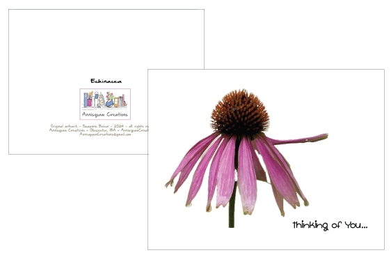 Echinacea
